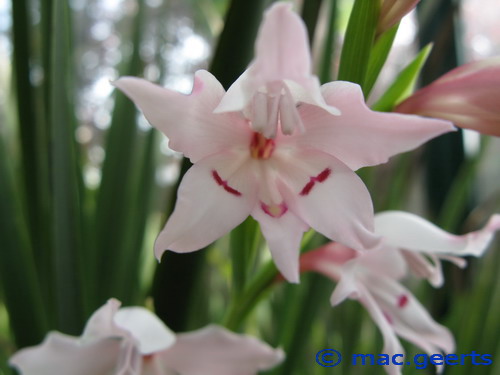 Gladiolus carneus